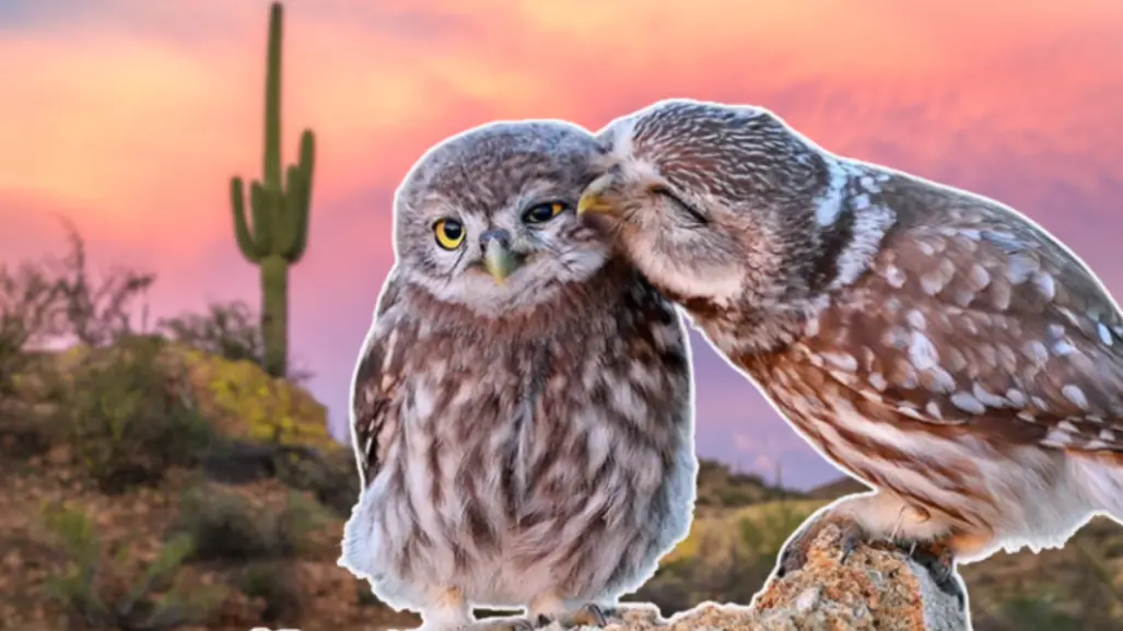 3 animales que te derretirán de ternura y habitan en Baja California Sur