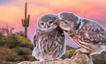 3 animales que te derretirán de ternura y habitan en Baja California Sur