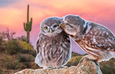 3 animales que te derretirán de ternura y habitan en Baja California Sur