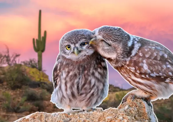 3 animales que te derretirán de ternura y habitan en Baja California Sur