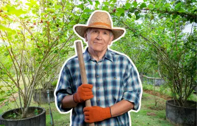 Árboles nativos de Coahuila: 3 frutales en Saltillo para plantar en macetas