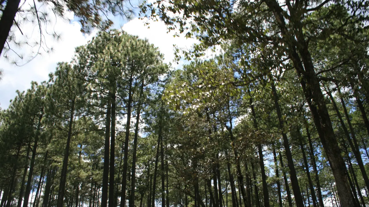 El pino triste es parte del bosque de Durango. Foto: Citlalli Zoé Sánchez.