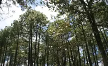 ¿Conoces al pino triste del bosque de Durango?