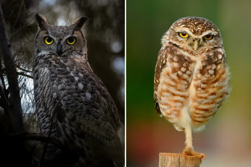 Foto: HRG BCS WildPhotography / Facebook | Wikipedia