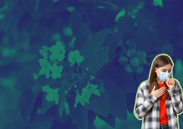 Conoce el árbol nativo de Nuevo León que te puede ayudar con los problemas respiratorios