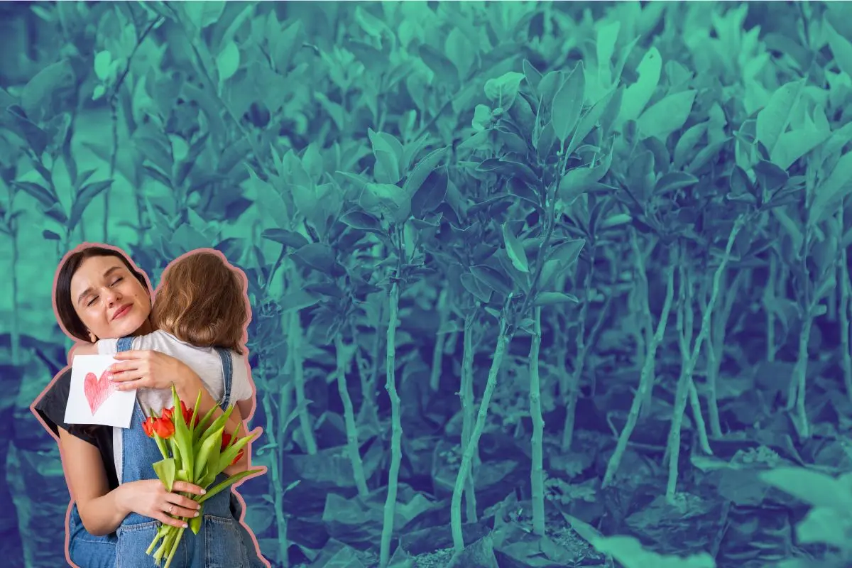 Regalar un árbol nativo de Nuevo León es una forma significativa de honrar a quien nos dio la vida. Foto: CANVA / Freepik