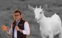 Gobierno de Juárez condena maltrato animal y detienen a implicados