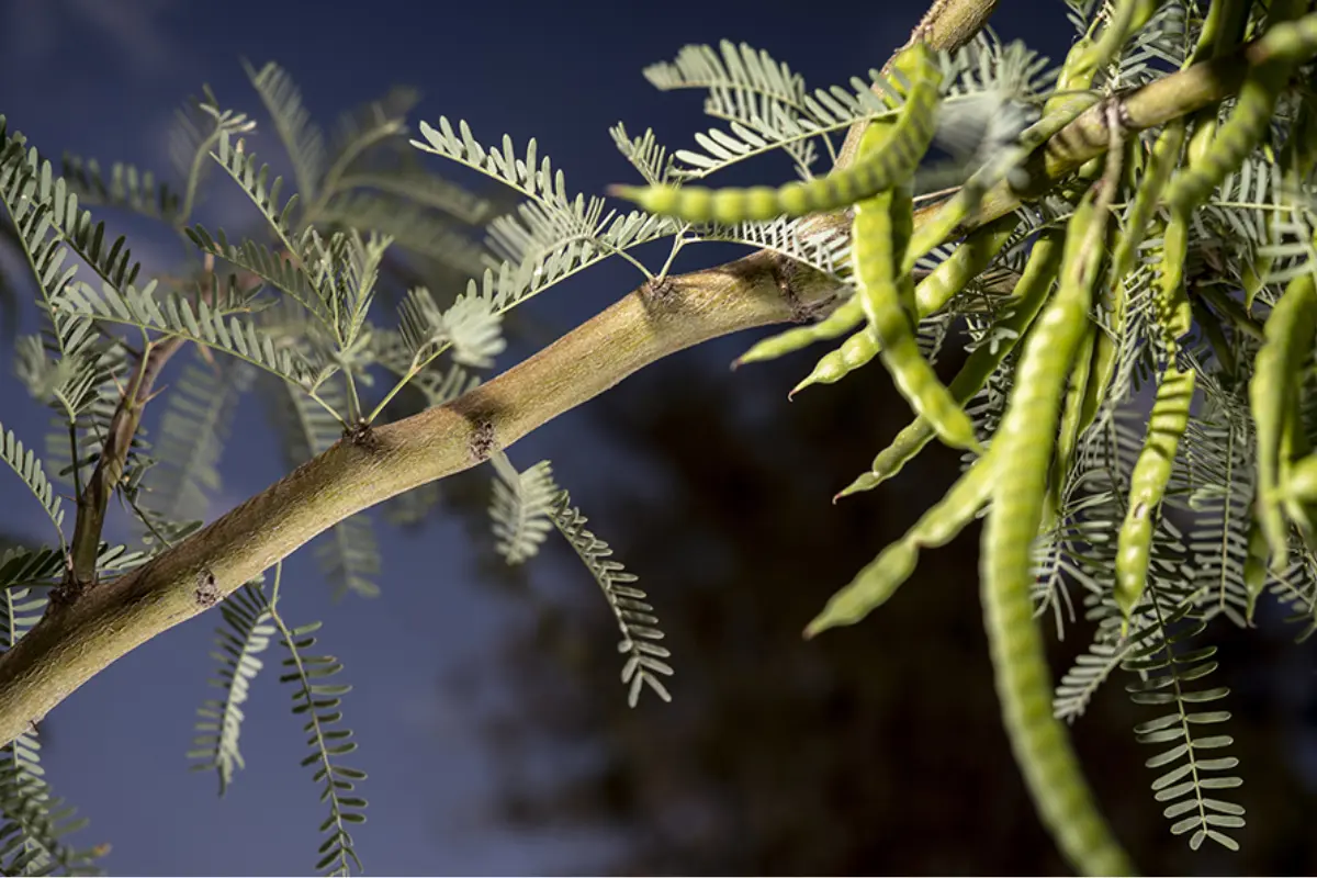 El mezquite es catalogado como el árbol más noble del desierto./ Foto: UA de C