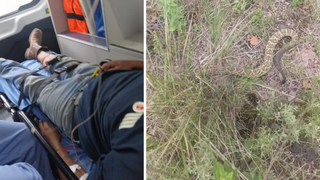 Alerta por mordedura de víbora a hombre que cuidaba su ganado en ejido Santa Anita