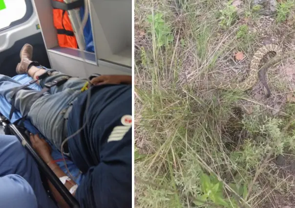 Alerta por mordedura de víbora a hombre que cuidaba su ganado en ejido Santa Anita