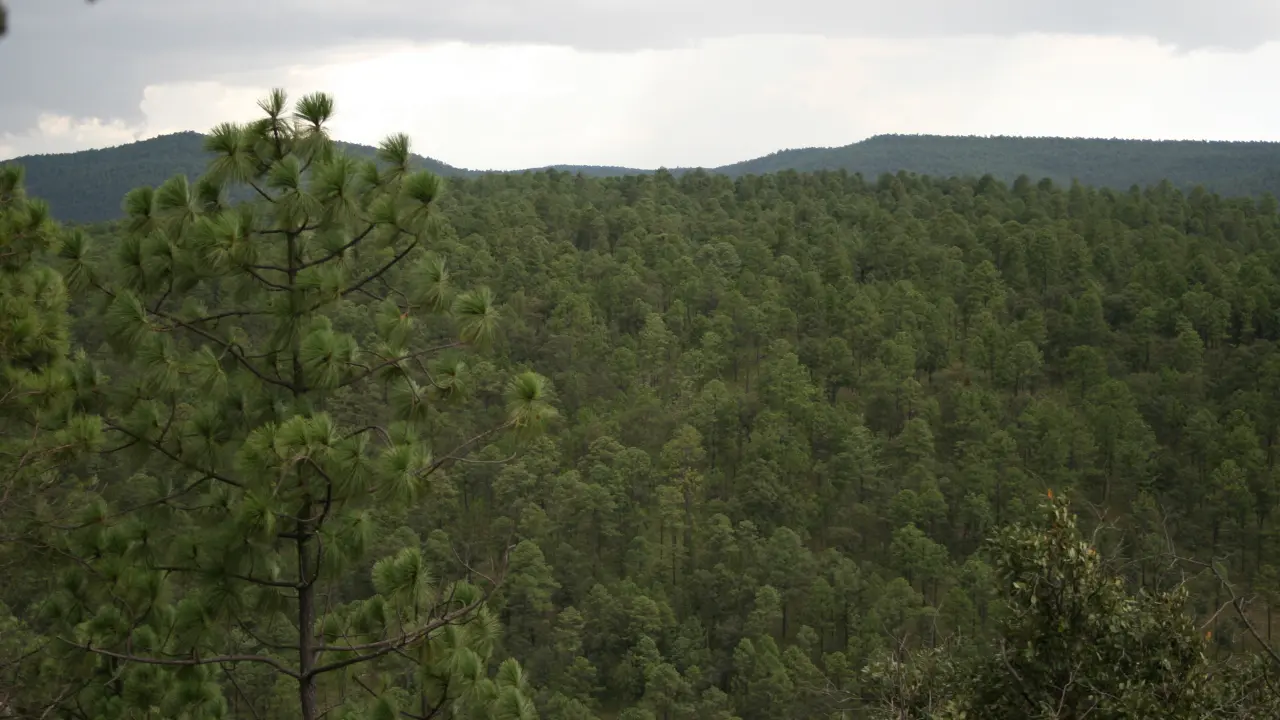 En el bosque de Durango, el pino real es muy valorado. Foto: Citlalli Zoé Sánchez.