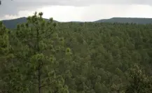 El pino real del bosque de Durango, cuya madera es altamente apreciada