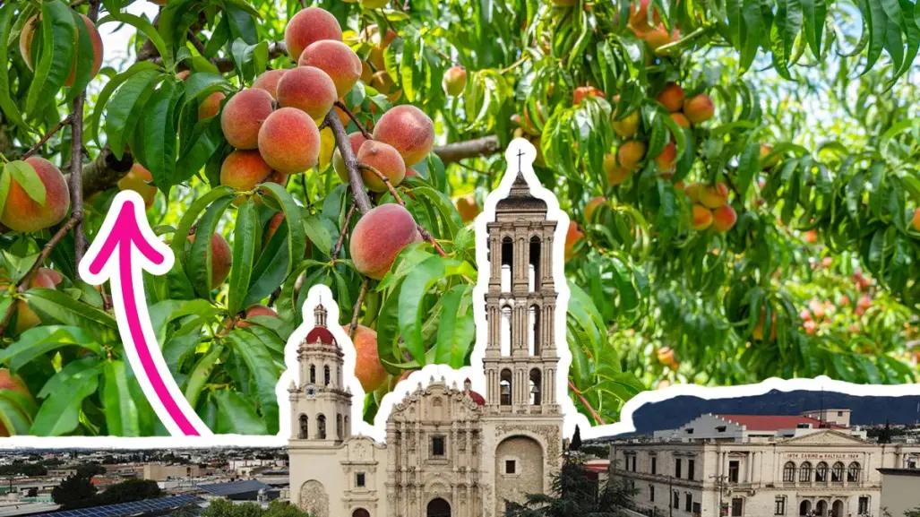 ¿Cuáles son los árboles frutales que hay en Coahuila?