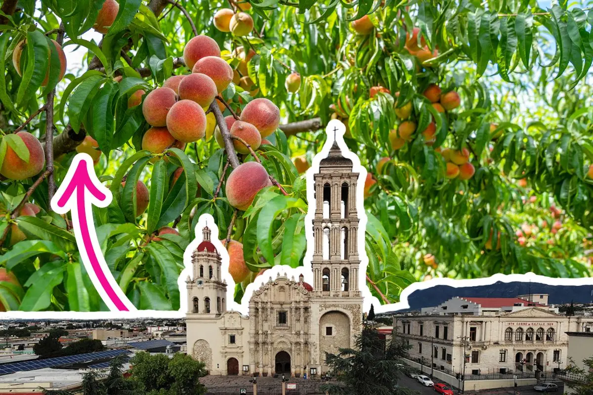 Estos son los árboles frutales de Coahuila / Foto: Archivo POSTA MX | Canva