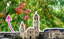 ¿Cuáles son los árboles frutales que hay en Coahuila?