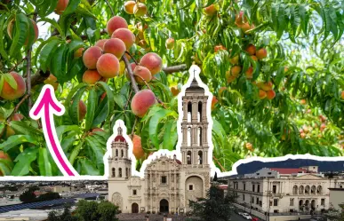 ¿Cuáles son los árboles frutales que hay en Coahuila?