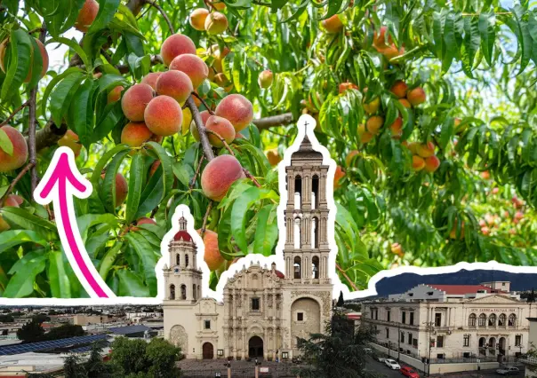 ¿Cuáles son los árboles frutales que hay en Coahuila?