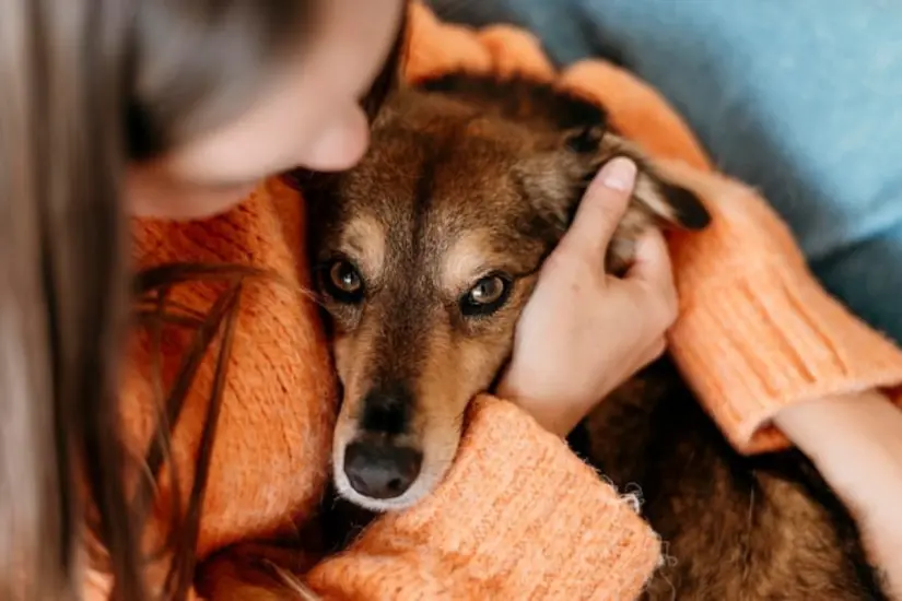 Los perros del Refugio La Gloria A.C. necesitan de tu apoyo | Foto: Freepik