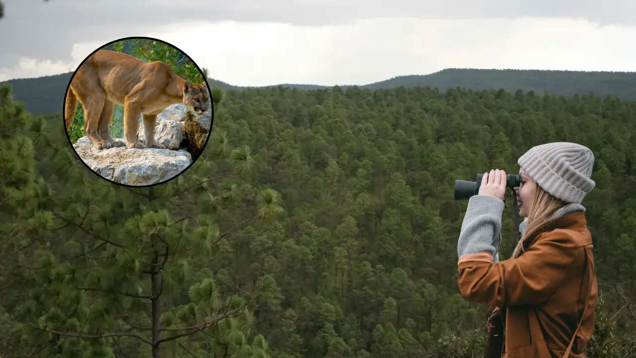 El bosque de Durango es el hogar de múltiples especies animales. Foto: Especial.