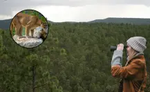 3 especies de animales que viven en el bosque de Durango con los que debes evitar contacto