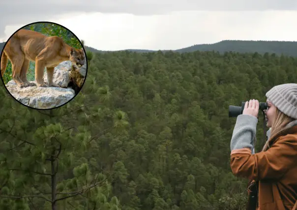 3 especies de animales que viven en el bosque de Durango con los que debes evitar contacto