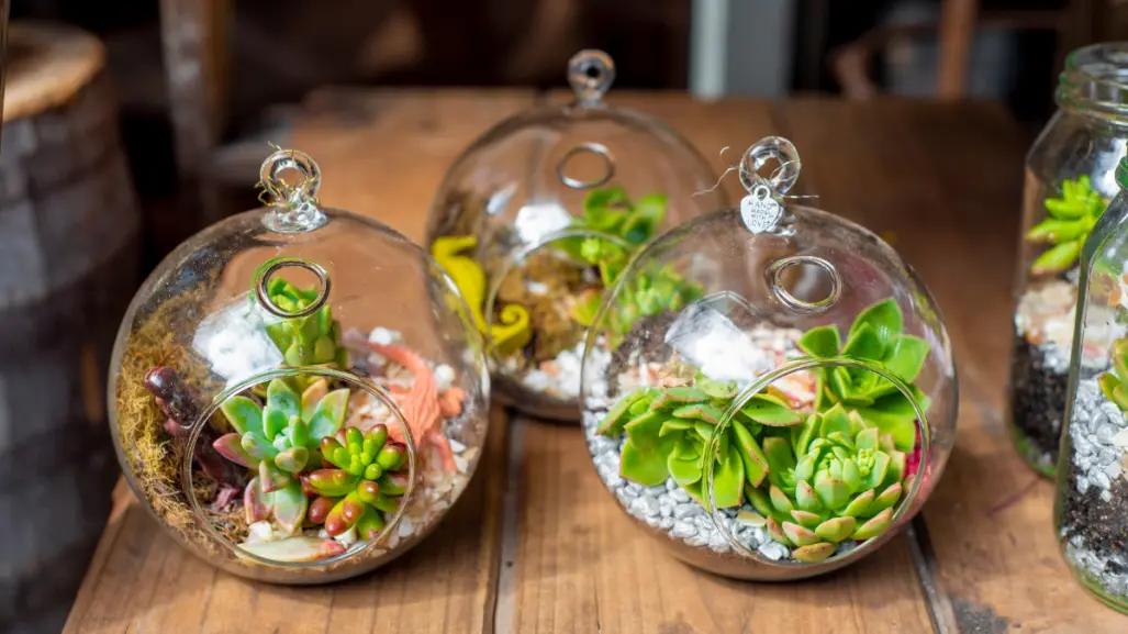 ¿Te gustan las suculentas? Construye tu propio terrario para embellecer tu casa