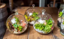 ¿Te gustan las suculentas? Construye tu propio terrario para embellecer tu casa