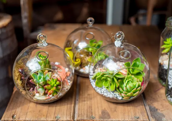 ¿Te gustan las suculentas? Construye tu propio terrario para embellecer tu casa