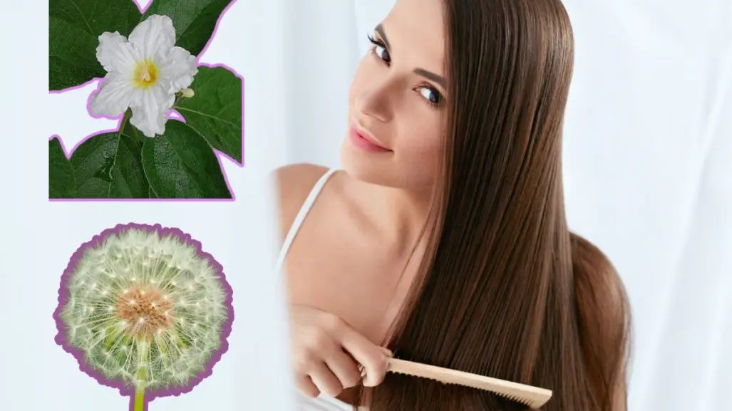 Estas son las plantas nativas de Nuevo León que ayudan al crecimiento del cabello