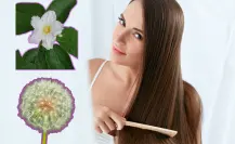 Estas son las plantas nativas de Nuevo León que ayudan al crecimiento del cabello