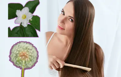 Estas son las plantas nativas de Nuevo León que ayudan al crecimiento del cabello