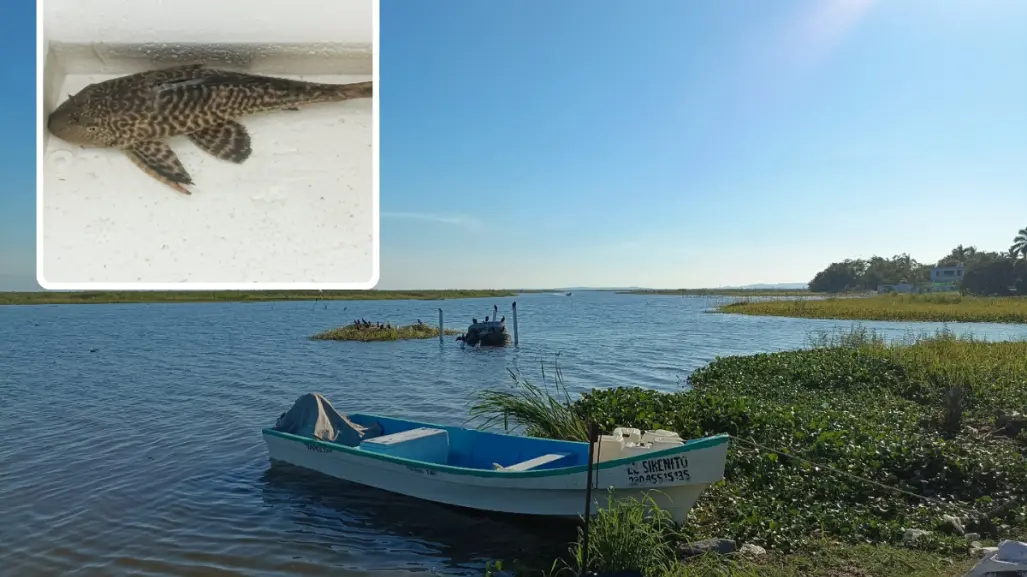 Este es el pez acorazado del Amazonas que amenaza sistemas acuáticos de Tamaulipas