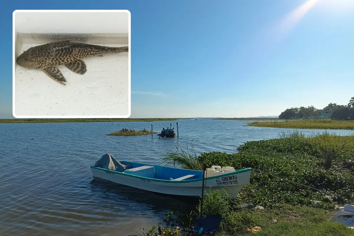 Las estrategias de manejo deberán considerar la creación de esquemas que permitan a las comunidades obtener beneficios económicos mediante el aprovechamiento sustentable de esta especie invasora. Foto: Posta Tamaulipas