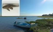 Este es el pez acorazado del Amazonas que amenaza sistemas acuáticos de Tamaulipas