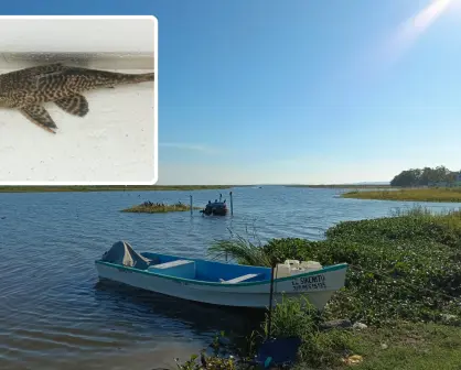 Este es el pez acorazado del Amazonas que amenaza sistemas acuáticos de Tamaulipas