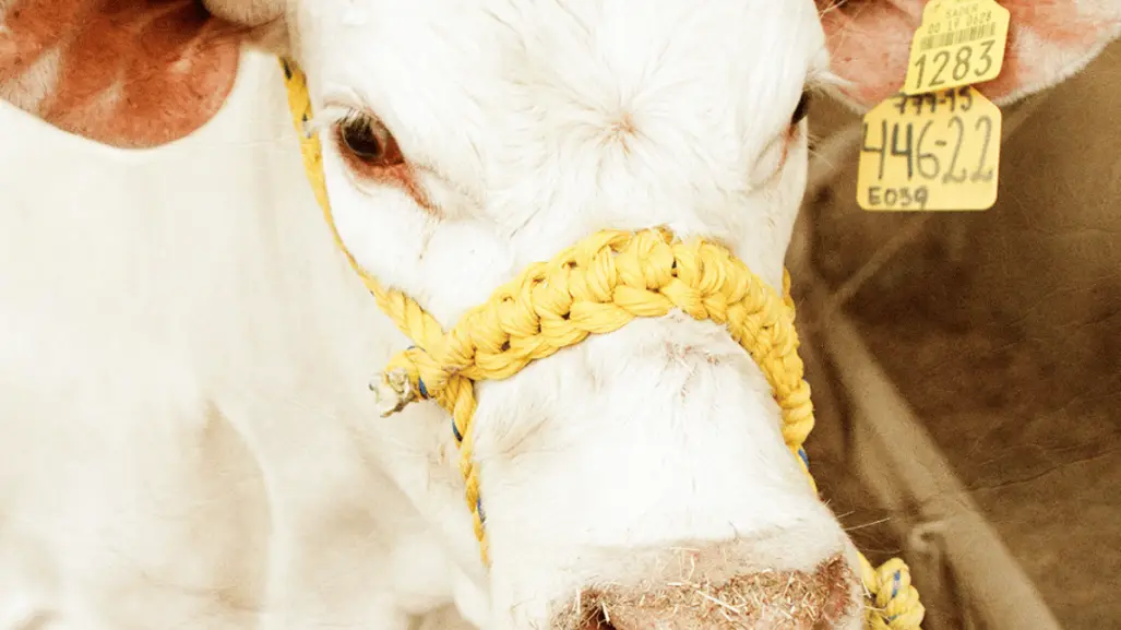 Expo Feria Guadalupe 2025: conoce de cerca las razas ganaderas Beefmaster y Charolais