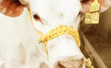 Expo Feria Guadalupe 2025: conoce de cerca las razas ganaderas Beefmaster y Charolais