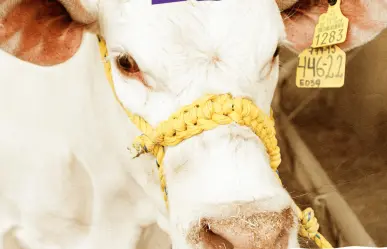 Expo Feria Guadalupe 2025: conoce de cerca las razas ganaderas Beefmaster y Charolais