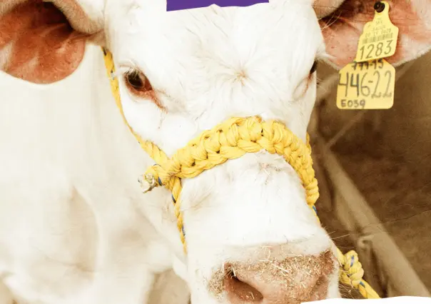 Expo Feria Guadalupe 2025: conoce de cerca las razas ganaderas Beefmaster y Charolais