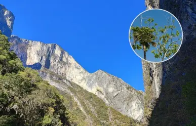 Estas son las plantas y árboles nativos de Nuevo León que puedes encontrar en el Cañón de las Ánimas