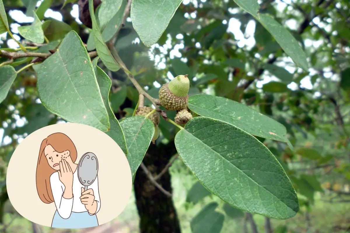 Este árbol ha tenido un lugar especial en la medicina tradicional mexicana. Foto: AESPAC / CANVA