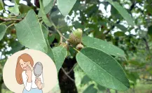Este es el árbol nativo de Nuevo León que puede curar tus cicatrices y quemaduras