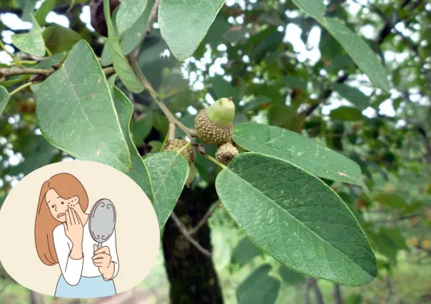 Este es el árbol nativo de Nuevo León que puede curar tus cicatrices y quemaduras
