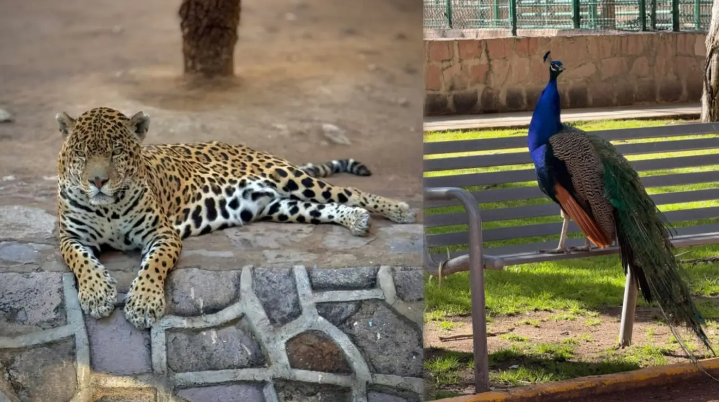 Foto: Facebook/ Zoologico Shuatoba Durango | Este será el horario del Zoológico de Durango para el próximo fin de semana largo.