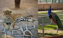 Zoológico de Durango: este es su horario para el fin de semana largo
