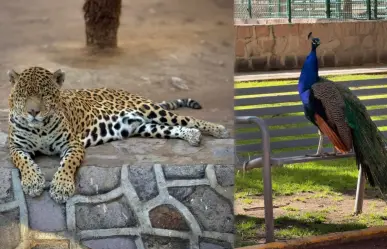 Zoológico de Durango: este es su horario para el fin de semana largo