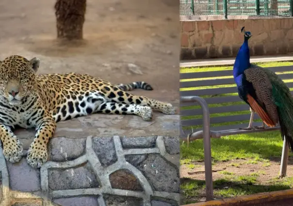 Zoológico de Durango: este es su horario para el fin de semana largo