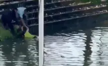 VIDEO | Mujer es salvada de ser devorada por un cocodrilo en Villahermosa, Tabasco