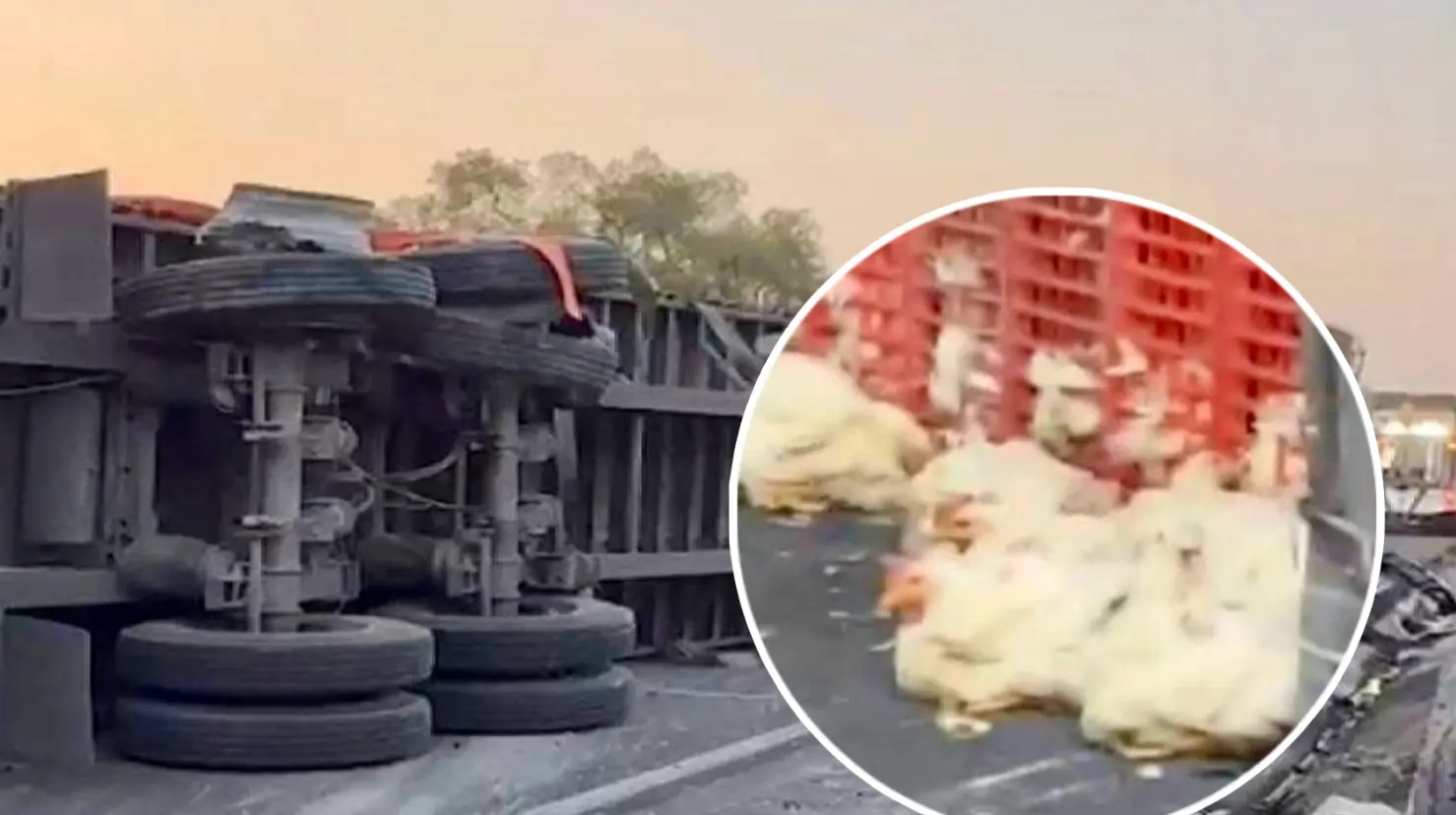Autoridades trabajaron durante horas para liberar la vía y recuperar a las aves. Imagen: Cortesía