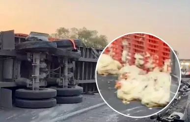 Gallinas invaden carretera tras volcadura de tráiler; caos vial en CEM